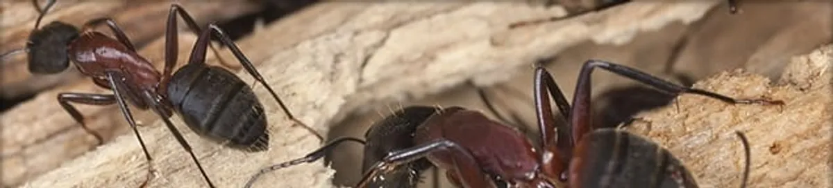 Close-up of ants on wood showing an active ant infestation in Scottsdale, AZ