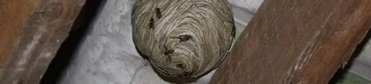 Wasp nest in an attic space, a common home infestation risk in Scottsdale, AZ