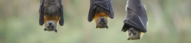 Bats roosting together, a common sign of a bat infestation in Scottsdale, AZ