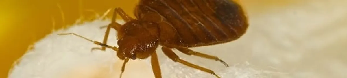 Close-up of a bed bug, a sign of an active infestation in Scottsdale, AZ