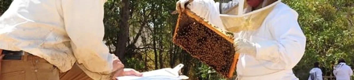 Bee removal specialists relocating a hive and honeycomb safely in Scottsdale, AZ