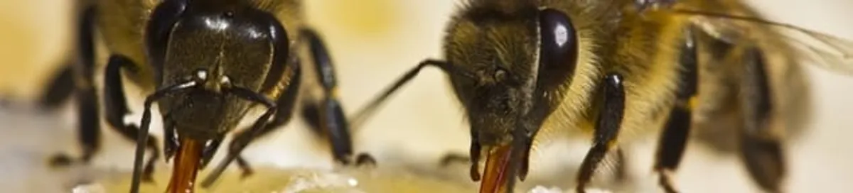 Close-up of honey bees, a sign of a nearby hive in Scottsdale, AZ
