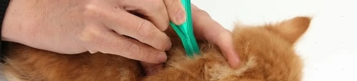 Flea treatment for pets using a flea comb, a sign of flea problems in Scottsdale, AZ