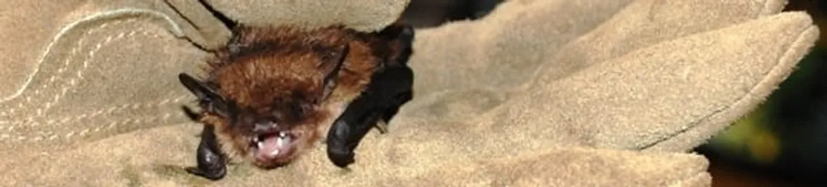 Bat removal specialist holding a bat safely during humane exclusion in Scottsdale, AZ
