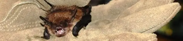 Bat removal specialist holding a bat safely during humane exclusion in Scottsdale, AZ