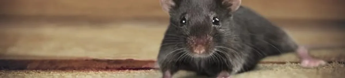 Mouse indoors, a common sign of a rodent infestation in Scottsdale, AZ