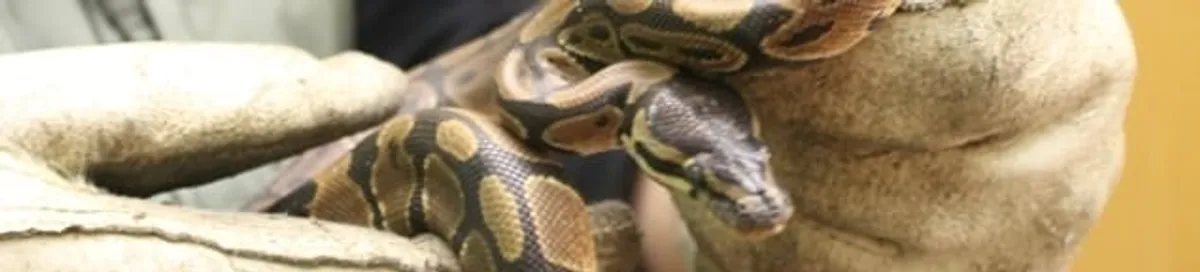 Snake removal specialist safely handling a snake with protective gloves in Scottsdale, AZ