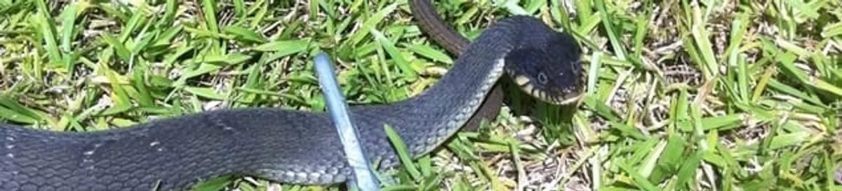 Snake in a yard, a common sign of a snake problem near a home in Scottsdale, AZ