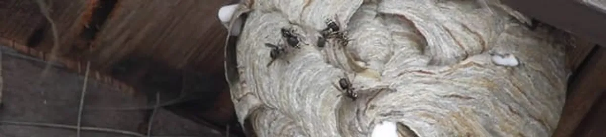 Close-up of a wasp nest with active wasps, a sign of an infestation in Scottsdale, AZ